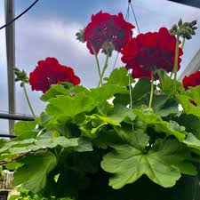 Image result for Geranium