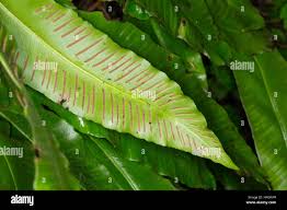 Image result for Asplenium africanum