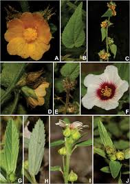 Image result for Sida urens