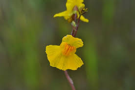 Image result for Utricularia australis