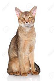 History of the abyssinian a cat named zula, brought back from abyssinia (now ethiopia) in 1868, was the first cat called an abyssinian. Abyssinian Cat Portrait On A White Background Stock Photo Picture And Royalty Free Image Image 33297734