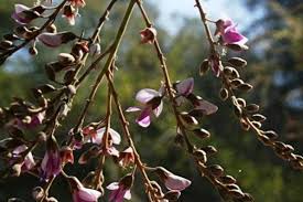 Image result for Anthospermum ammannioides