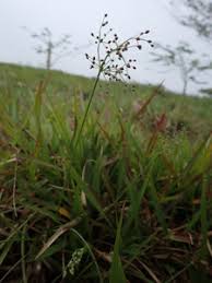 Image result for Fimbristylis quinquangularis