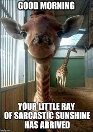 Unfortunately, it isn't that easy. 128 Best Good Morning Memes And Jokes To Kickstart Your Day Inspirationfeed