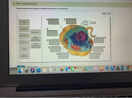 Maybe you would like to learn more about one of these? 30 Drag The Labels Onto The Diagram To Identify The Structures Of An Animal Cell Wiring Diagram Niche