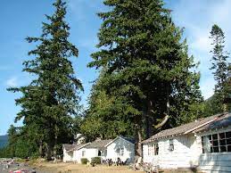 When we first arrived and saw the quaint lakefront cabins next to the lodge we were excited for our stay. Roosevelt Cabins Picture Of Lake Crescent Lodge Olympic National Park Tripadvisor