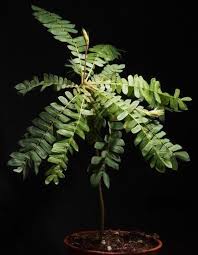 Image result for Biophytum