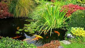 A la fois utile et décoratif, la mare naturelle présente de nombreux avantages. Plantes Aquatiques Pour Bassin De Jardin Cote Maison