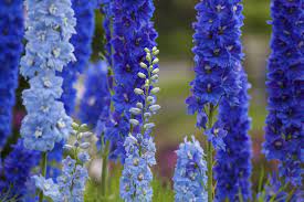 Maybe you would like to learn more about one of these? A Melbourne Garden In March Garden World