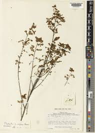 Image result for Phyllanthus omahakensis