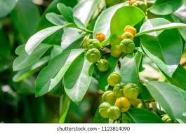 Image result for Suregada procera