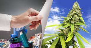 Everything packed in a vape bag or a vape carrying case; Cannabis And Asthma Top 5 Benefits Do S And Don Ts Sensi Seeds