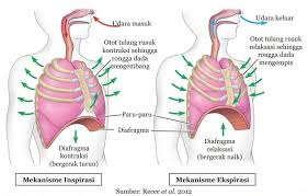 Alasan pertama adalah bahwa janin tumbuh dan rahim yang berkembang mendorong semua organ internal ke dalam tulang rusuk di mana hanya ada sedikit ruang. Mekanisme Pernapasan Biology Quiz Quizizz