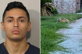 Cops got a call about the tiger around 8 pm sunday, but when they showed up. 14xzmgnsgjk8dm