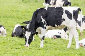 Schwarzbunte Kuhe Aquarell Von Frank Koebsch Aquarell Kuh Tiere