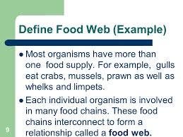 Plants rely on the soil, water, and the sun for energy. Food Chains And Food Webs Ppt Video Online Download