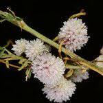 Image result for Cuscuta approximata