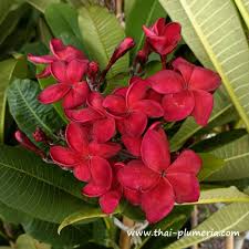 Image result for Plumeria rubra