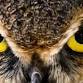 Live Owl Program event image