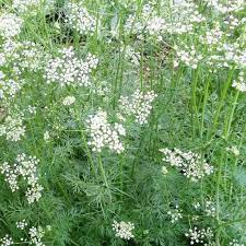 Cumin (cuminum cyminum l.) is a plant with multiple applications in food, beverages and medicinal products. Seeds For Cumin Common Cuminum Cyminum Amkha Seed