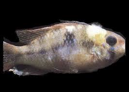 Freshwater Fish Diseases Fish Medicine Fin Rot Treatment Fish Tropical Fish Tanks Tropical Freshwater Fish