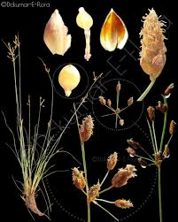 Image result for Fimbristylis quinquangularis