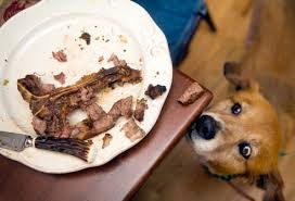 10 Reasons Dogs Should Not Get Cooked Bones Orange County Register