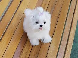 Miniature Maltese Puppy Sevimli Kopek Yavrulari Yavru Kopek