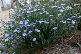 Image result for Linum