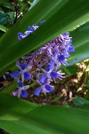 Image result for Thunbergia graminifolia