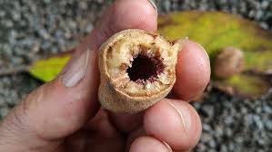 Image result for Ficus saussureana