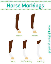 Chart Equine Face And Leg Markings Horse Illustrated