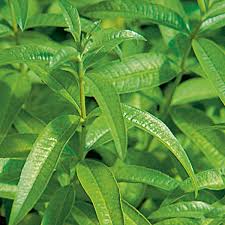 Maybe you would like to learn more about one of these? Lemon Verbena Aloysia Triphylla My Garden Life
