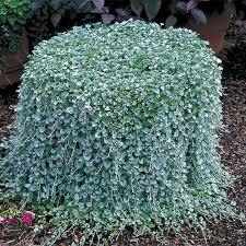 Image result for Dichondra