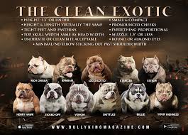 the exotic bully bully king magazine medium