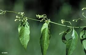 Image result for Secamone brevipes