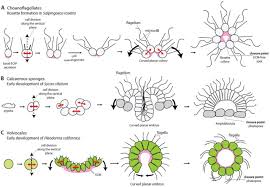 The result is two centrosomes, each with its own pair of centrioles. The Origin Of Animal Multicellularity And Cell Differentiation Biorxiv