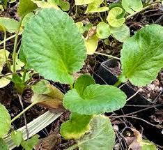 Image result for Eriosema pentaphyllum