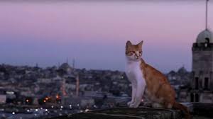 Cats Of Istanbul Kedi Kediler Ve Yavrulari Sevimli Kediler