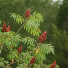 Image result for Searsia acuminatissima