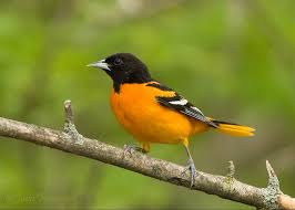 Baltimore oriole stock photographs by stevebyland 10 / 222 baltimore oriole stock photo by eei_tony 3 / 27 baltimore oriole stock photography by birchside 9 / 807 baltimore oriole (icterus galbula) pictures by raptorcaptor 3 / 116 oriole with a grasshopper stock images by stevebyland 5 / 200 baltimore oriole feeding stock photo by delmaslehman. Baltimore Oriole Tourism Windsor Essex Pelee Island