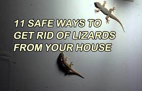 How to get rid of lizards and geckos. 11 Safe Ways To Get Rid Of Lizards From Your House