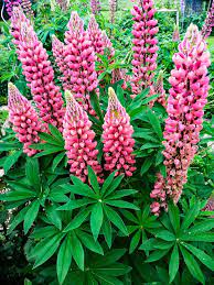 Inspired by the durable components found in climbing and hiking gear. Lupine Camelot Red Lupinus Polyphyllus Camelot Red Gunstig Online Kaufen
