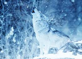 Wolves howl to communicate their location to other pack members and to ward off rivaling packs from their territory. Wolf Howls Wolvestuff