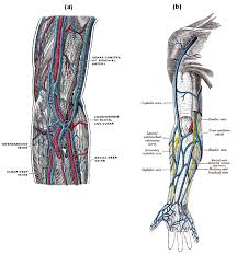 On right it is a branch of brachiocephalic trunk and on left, it is a. Circulatory Routes Boundless Anatomy And Physiology