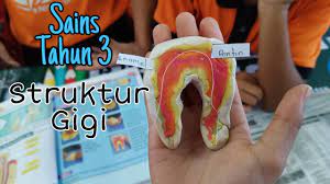 Gigi mempunyai struktur keras yang sehingga memudahkan untuk menjalankan fungsinya. Sains Tahun 3 Melabel Struktur Gigi Youtube