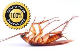 Call us today to see how we can be your pest control solution. All Solutions Pest Control St Charles County And St Peters Pest Control