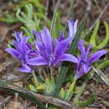 Image result for Babiana