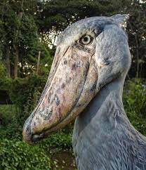 🔥 Shoebill stork finds you lacking : rNatureIsFuckingLit
