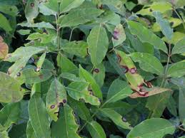 Image result for Khaya grandifoliola